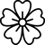 acanthaceae